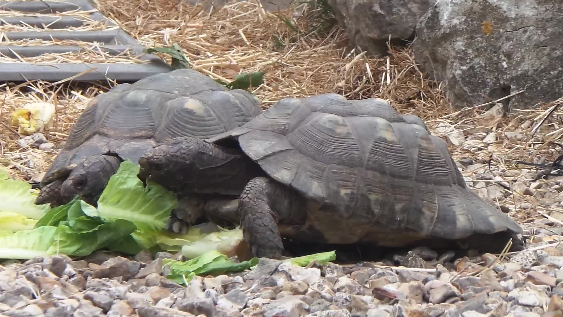 Tortoise reptiles for sale: Baby Tortoise 1 x Marginate.  - Video 1