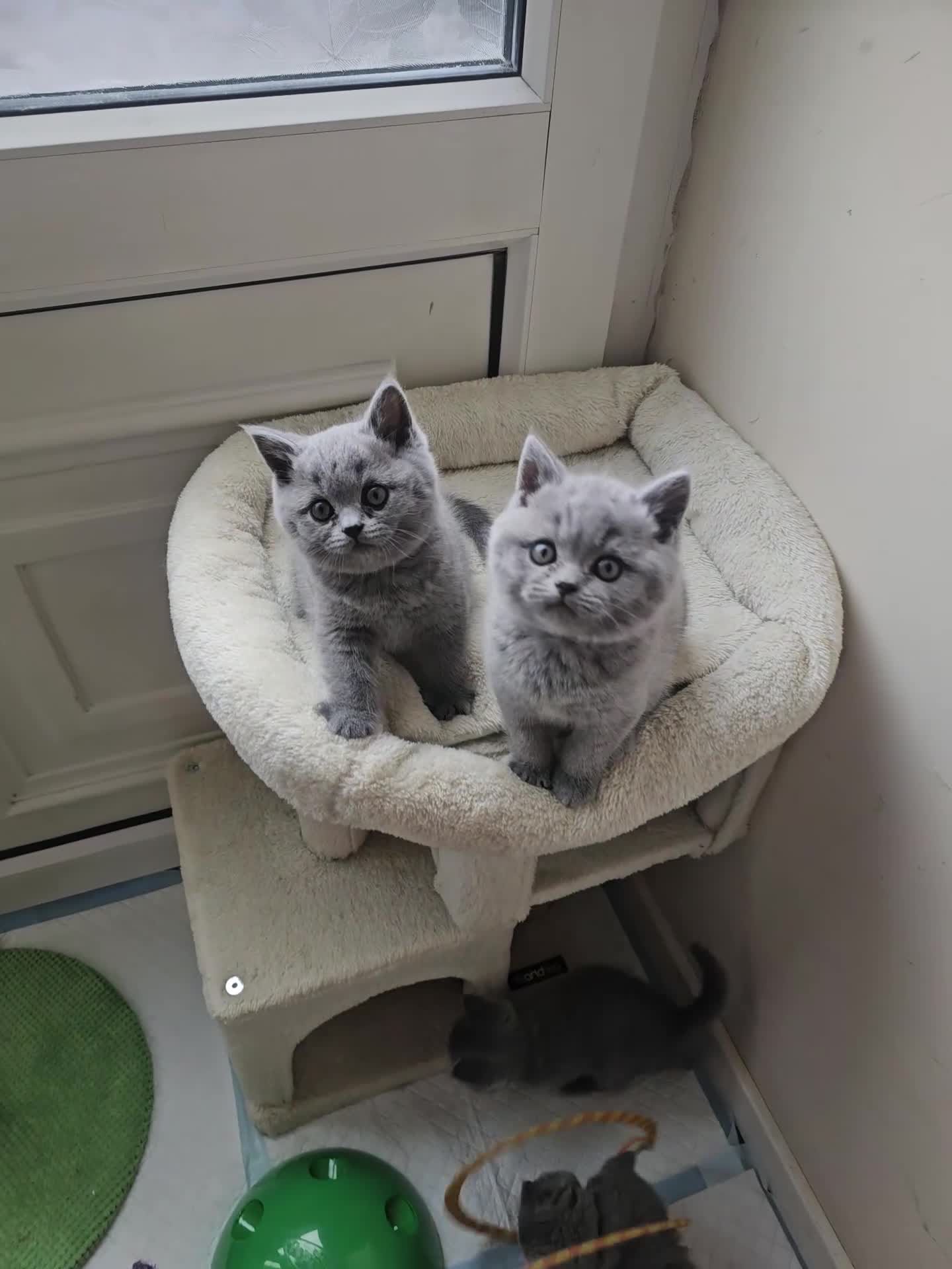 Scottish Fold cats for sale: Six Soft and Gorgeous Kittens - Video 5