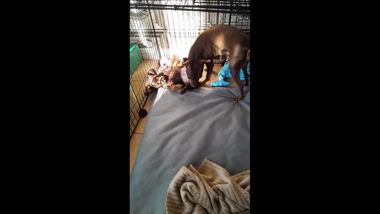 Russian Toy Terrier dogs for sale: Purebred Russian Toy long-haired - Video 1