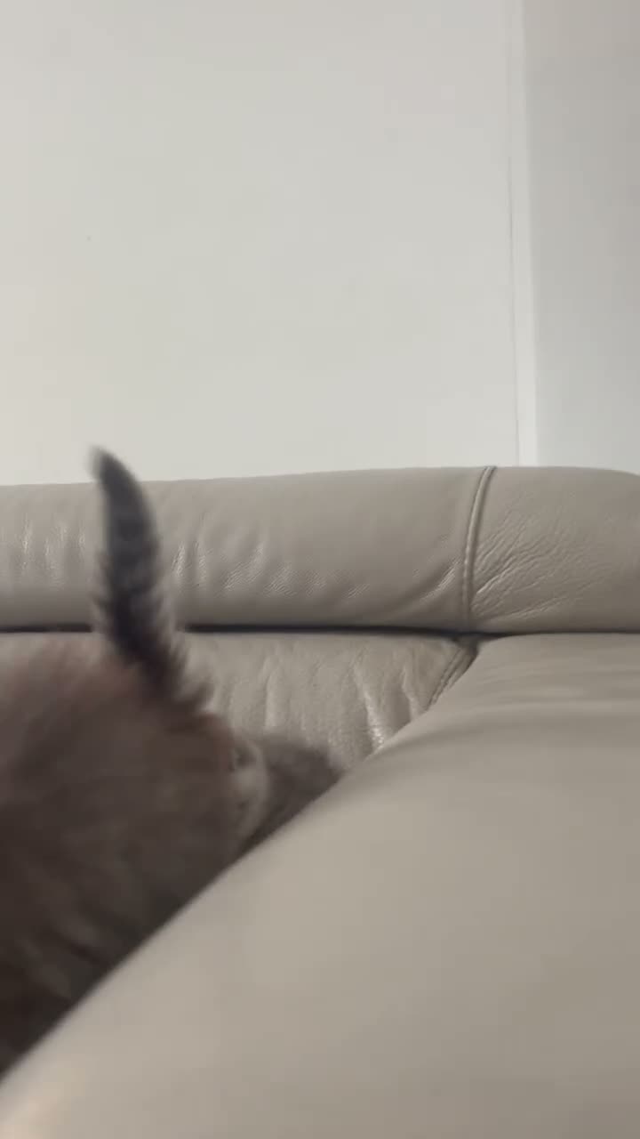 Mixed Breed cats for sale: Persian mixed  - Video 1