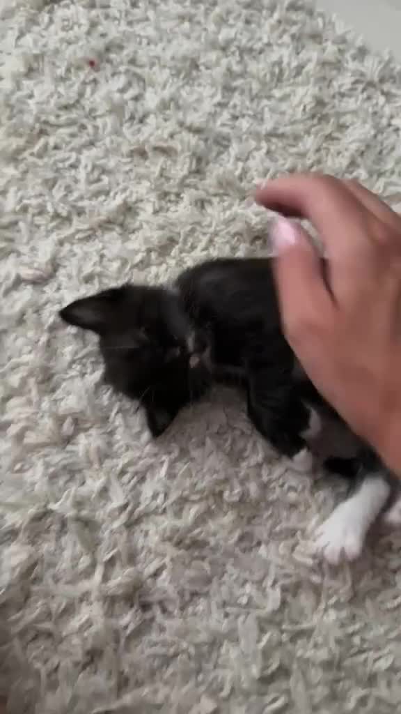 Mixed Breed cats for sale: Litter of 6 Gorgeous kittens  - Video 3