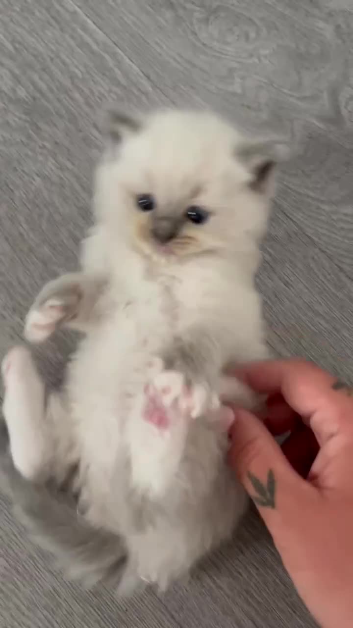 Ragdoll cats for sale: Stunning GCCF Registered Ragdoll Kitten - Video 1
