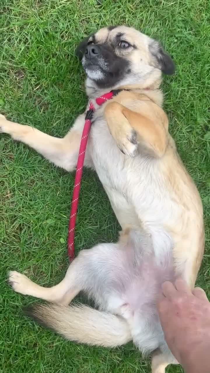Mixed Breed dogs for adoption: Meet Marlene  12 months old  7kg Romanian mix  - Video 2