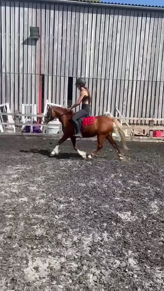 Welsh Section C horses for sale: Betsy, 12.2 mare! Welsh section c 6 year old in Bristol - Video 2