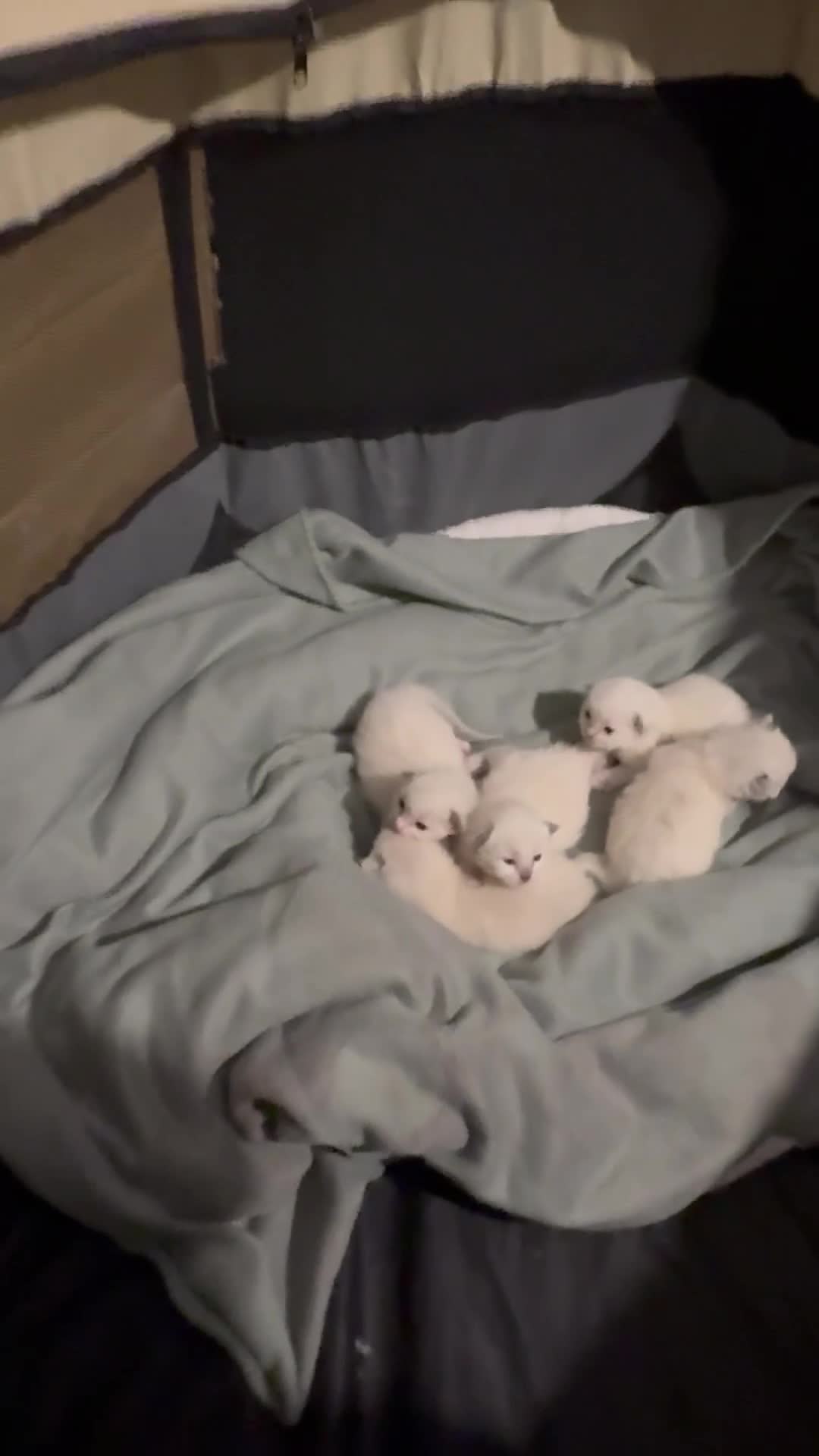 Ragdoll cats for sale: Beautiful Ragdoll  - Video 1