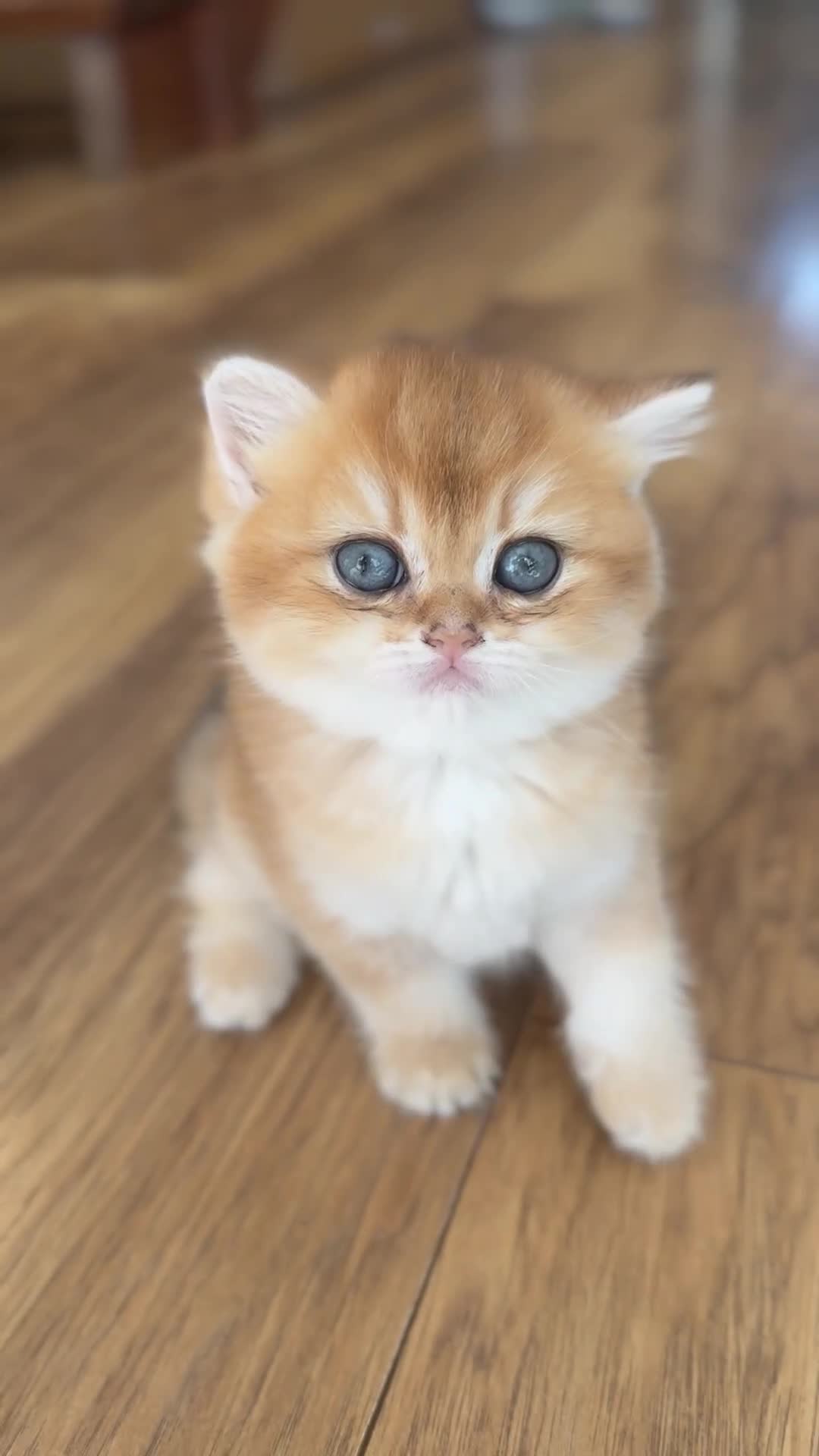 British Shorthair cats for sale: Girl Chocolate gold , TICA reg  - Video 1