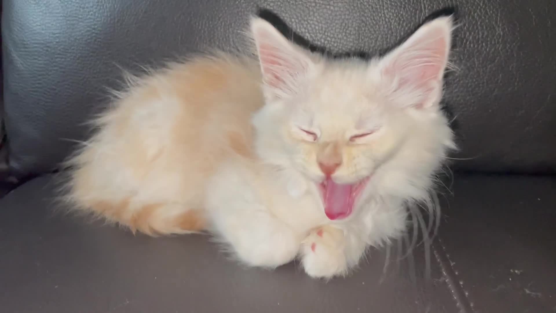 Maine Coon cats for sale: Maine Coon Cross Kittens  - Video 2