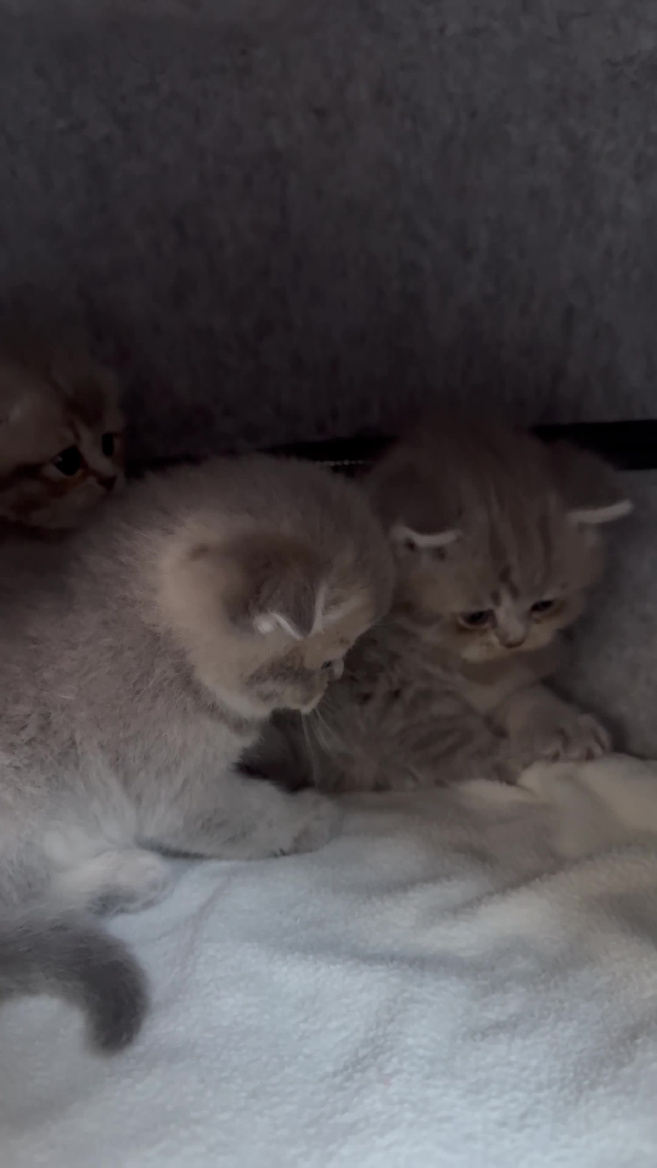 Scottish Fold cats for sale: Tica Scottish fold kittens - Video 3