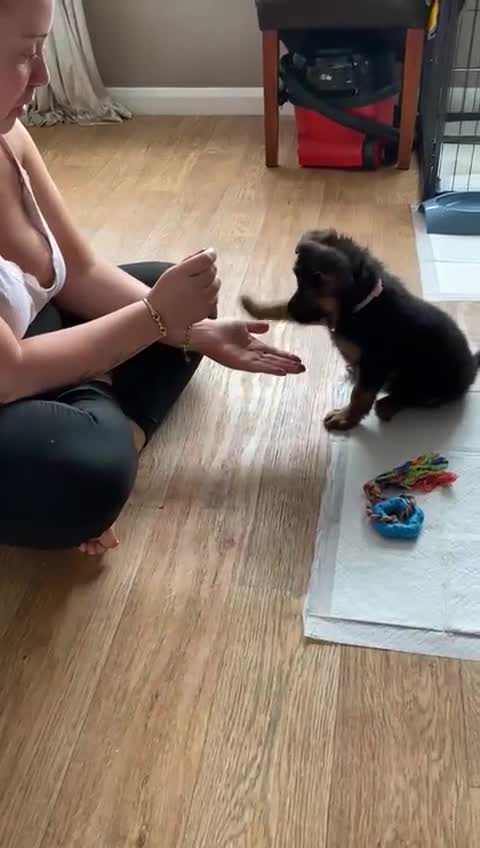 German Shepherd dogs for sale: German shepherd girl  kc registered  - Video 1