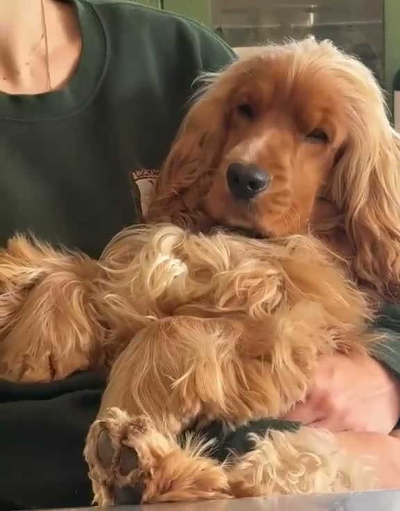 Cocker Spaniel dogs for stud: LUDO Golden KC Show Cocker Spaniel Stud BEST TEST  - Video 1