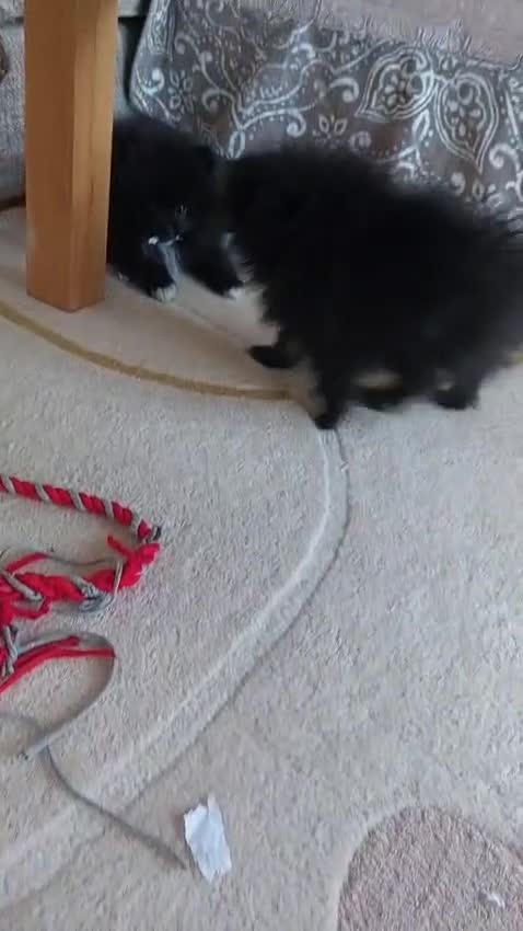 Pomeranian dogs for sale: Pomeranians - Video 2
