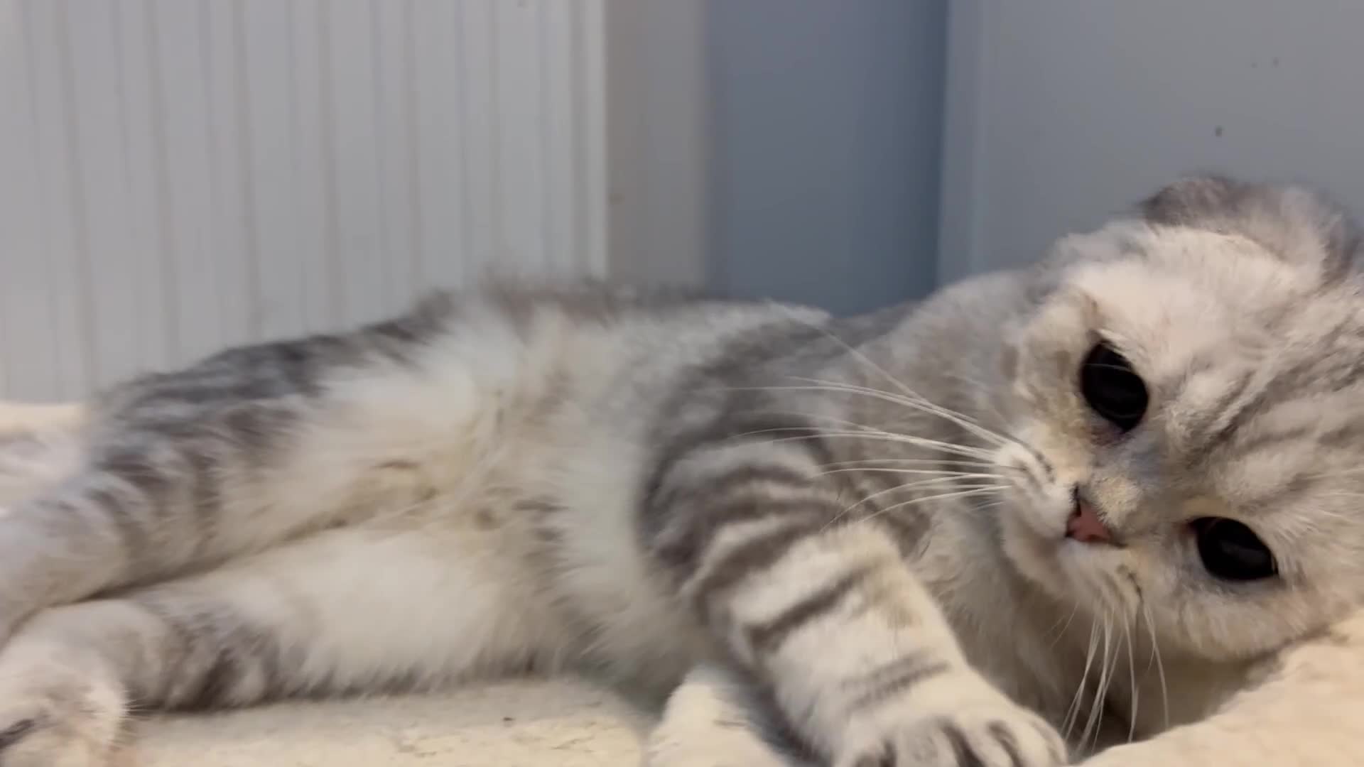 Scottish Fold cats for sale: Scottish fold - Video 2