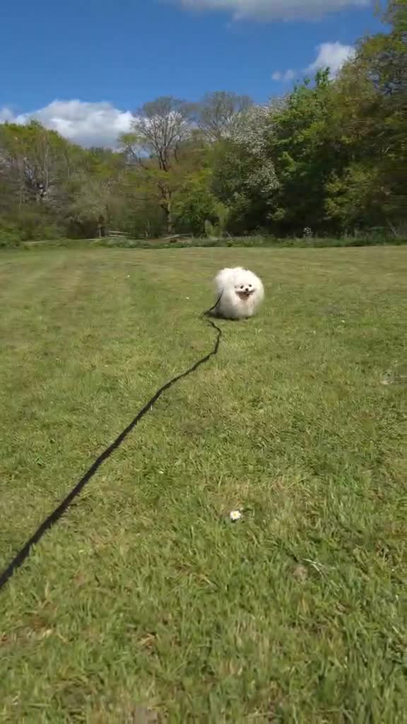 Pomeranian dogs for sale: Adorable Small Pure White Pomeranian Male - Video 1