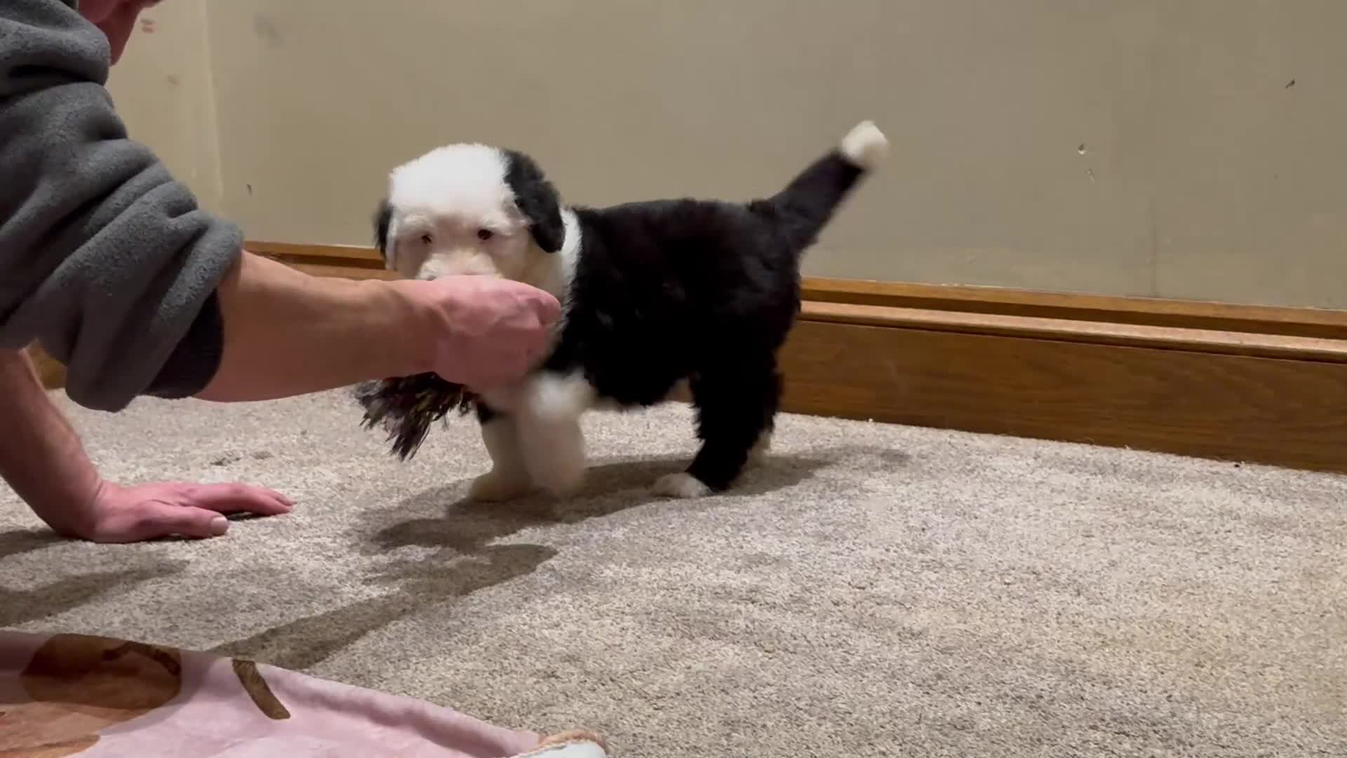 Old English Sheepdog dogs for sale: Outstanding OES top Show Lines,Exceptional Quality - Video 1