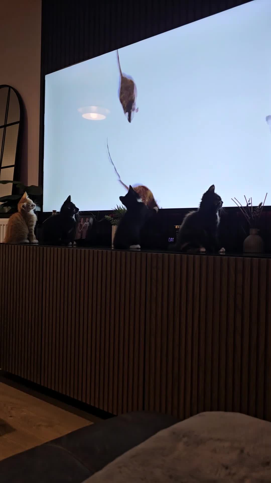 Mixed Breed cats for sale: Adorable Kittens (tri colour/ginger/tuxedo) Ready in Sheffield - Video 1