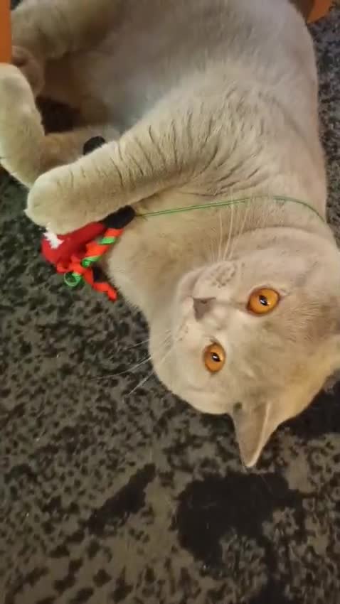 British Shorthair cats for stud: LILAC BOY GCCF Registered ready for Stud service  in Leigh - Video 1