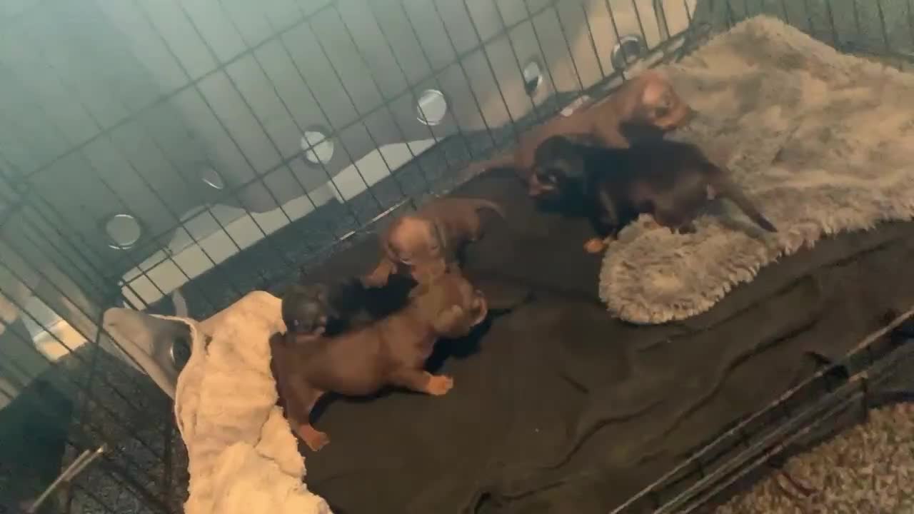 Miniature Dachshund dogs for sale: Miniature dachshunds  - Video 1