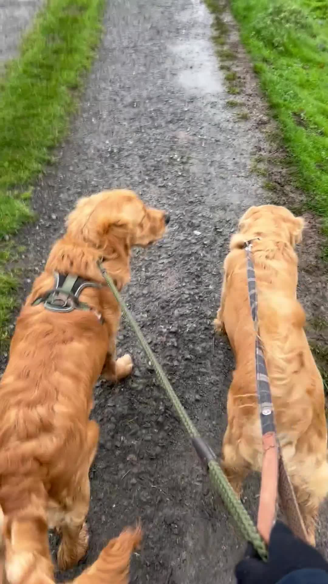 Golden Retriever dogs for sale: 💛Monty – Handsome Golden Retriever (7 months old) - Video 1