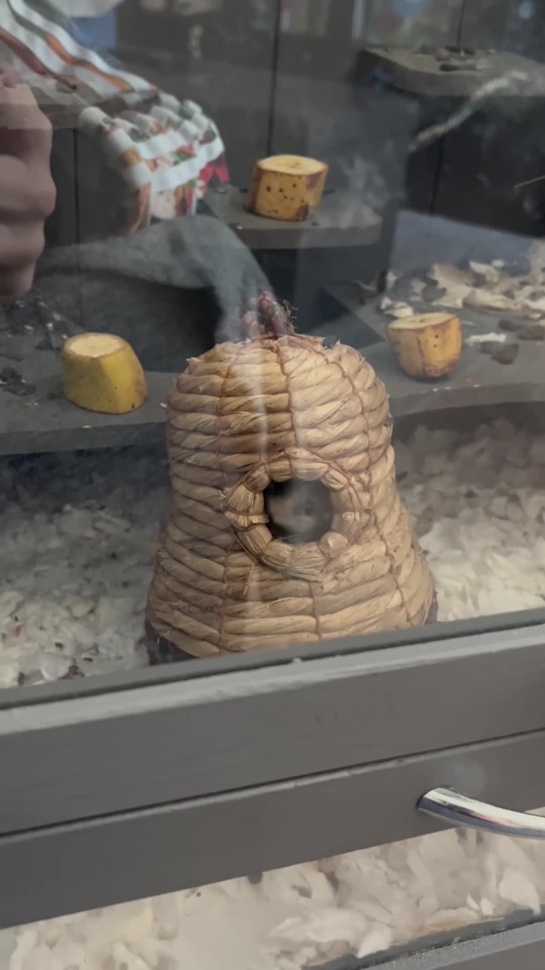 Mouse rodents for sale: Pygmy Doormice, Mixed Genders/Ages.  - Video 2