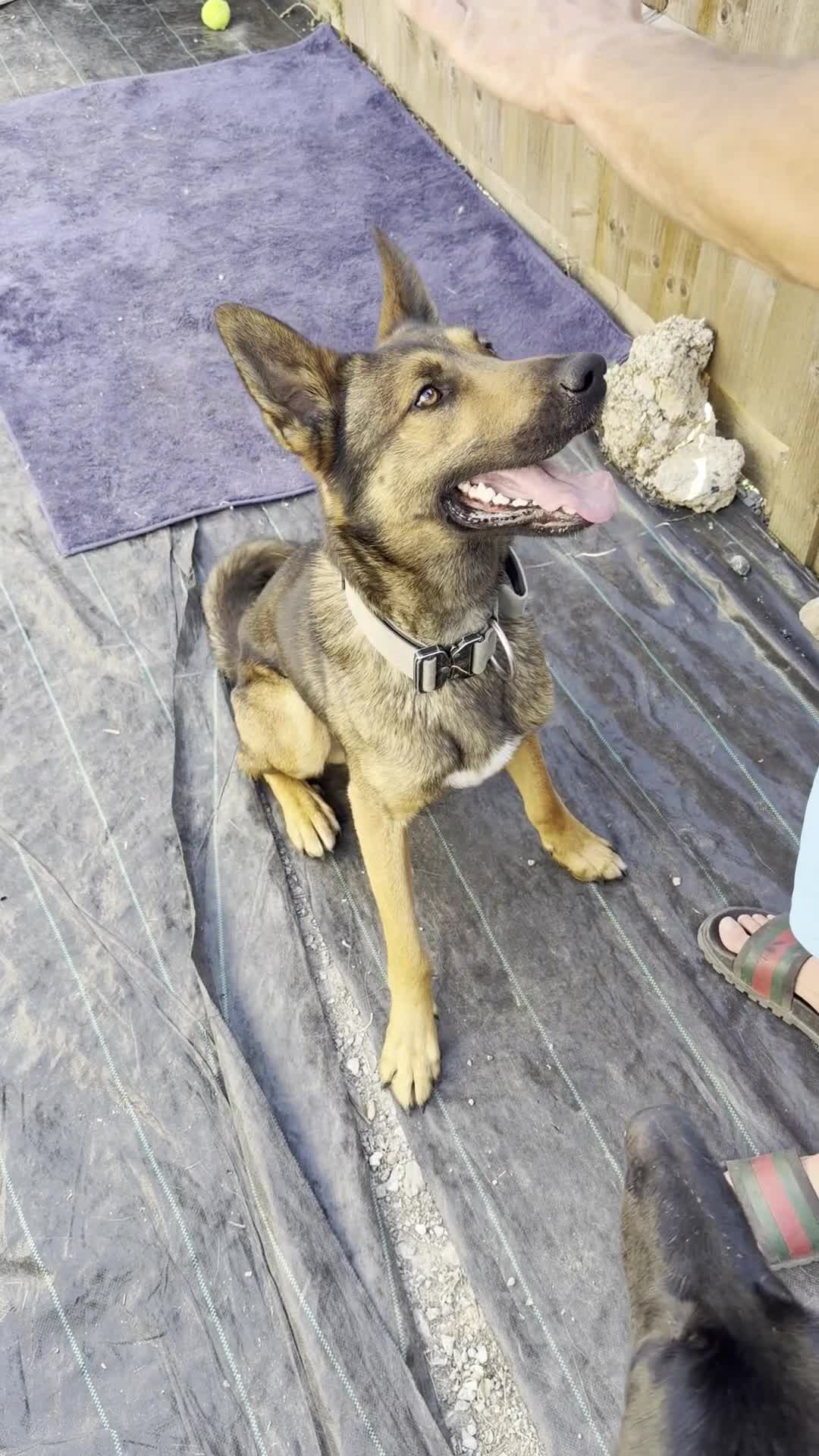 German Shepherd dogs for sale: Healthy German Shepherd Puppies - Video 3