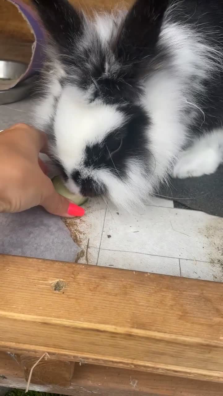 Lionhead rabbits for sale: Beautiful female Lion head rabbit for sale - Video 3