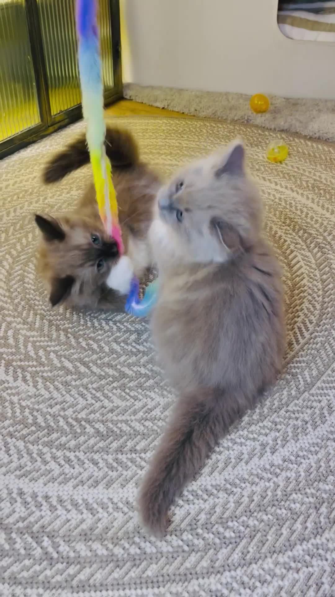 Ragdoll cats for sale: Quality Ragdoll Kittens 🩷 Ready Now  - Video 3