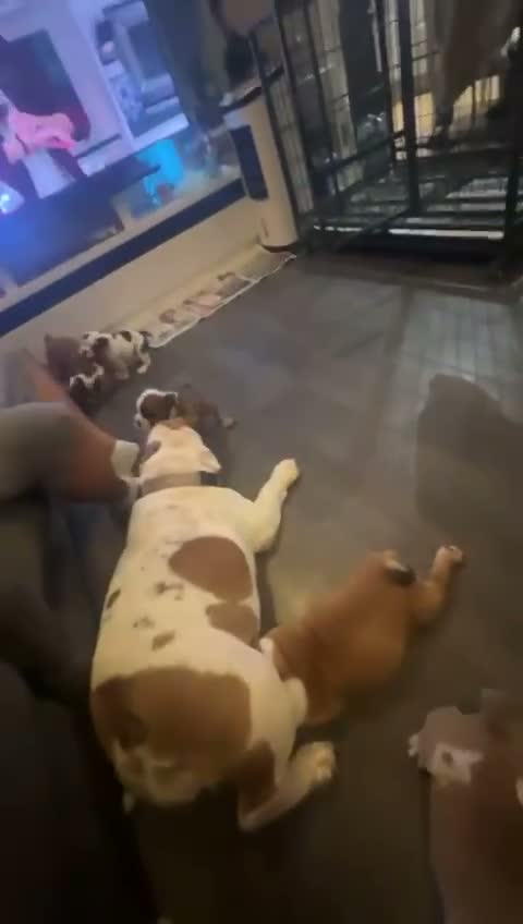 English Bulldog dogs for sale: English Bulldog puppies in Manchester - Video 1