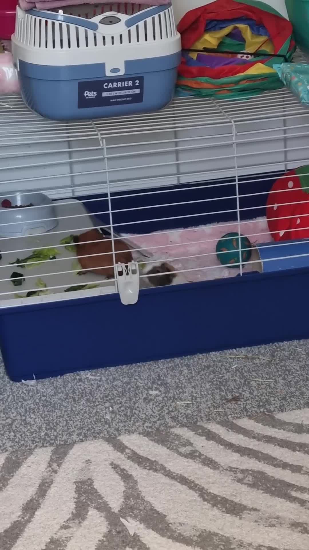 Guinea Pig rodents for sale: 2 female guinea pigs(RESERVED pending collection) - Video 1