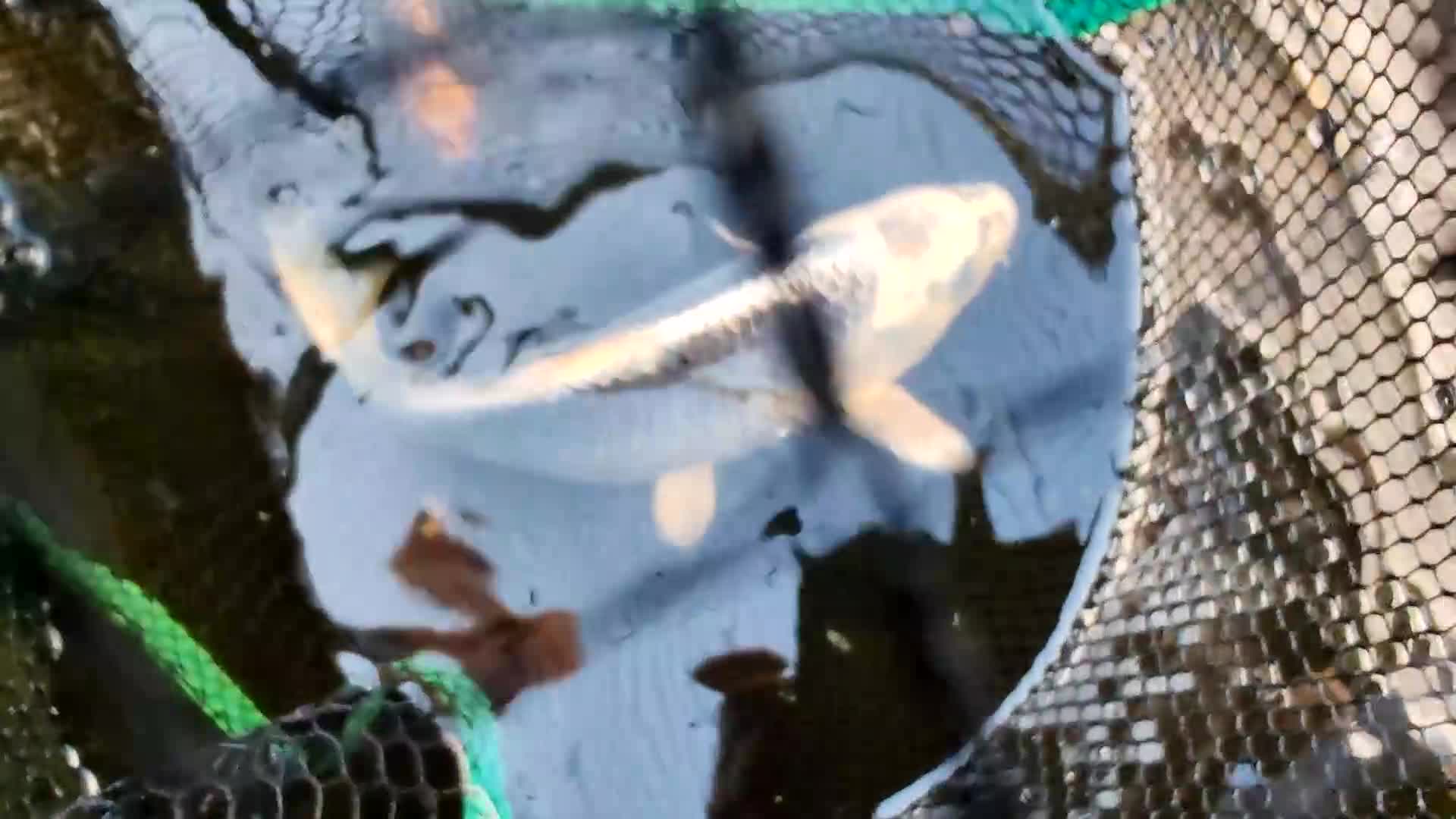 Koi Carp fish for sale: KOI FOR SALE - Video 4