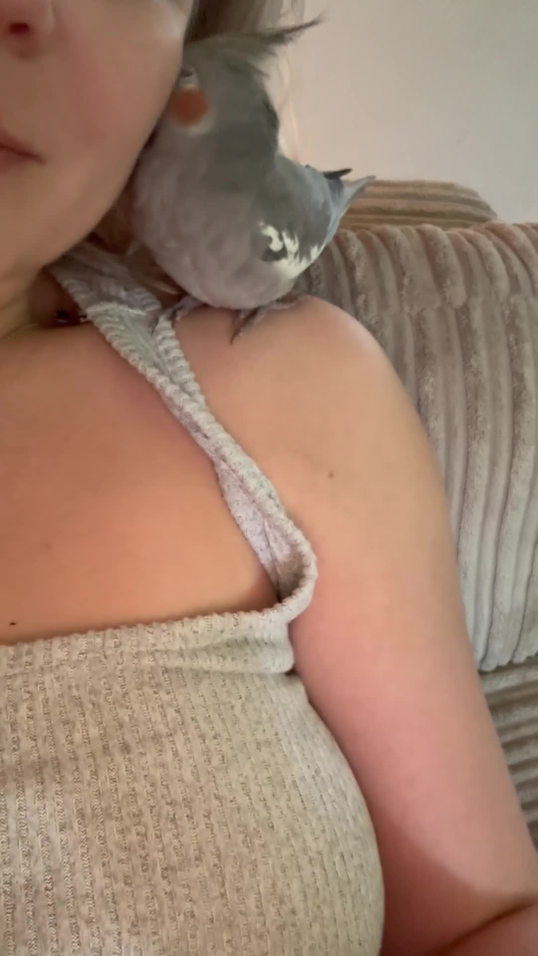 Cockatiels birds for sale: Extremely friendly Cockatiel  in Leeds - Video 2