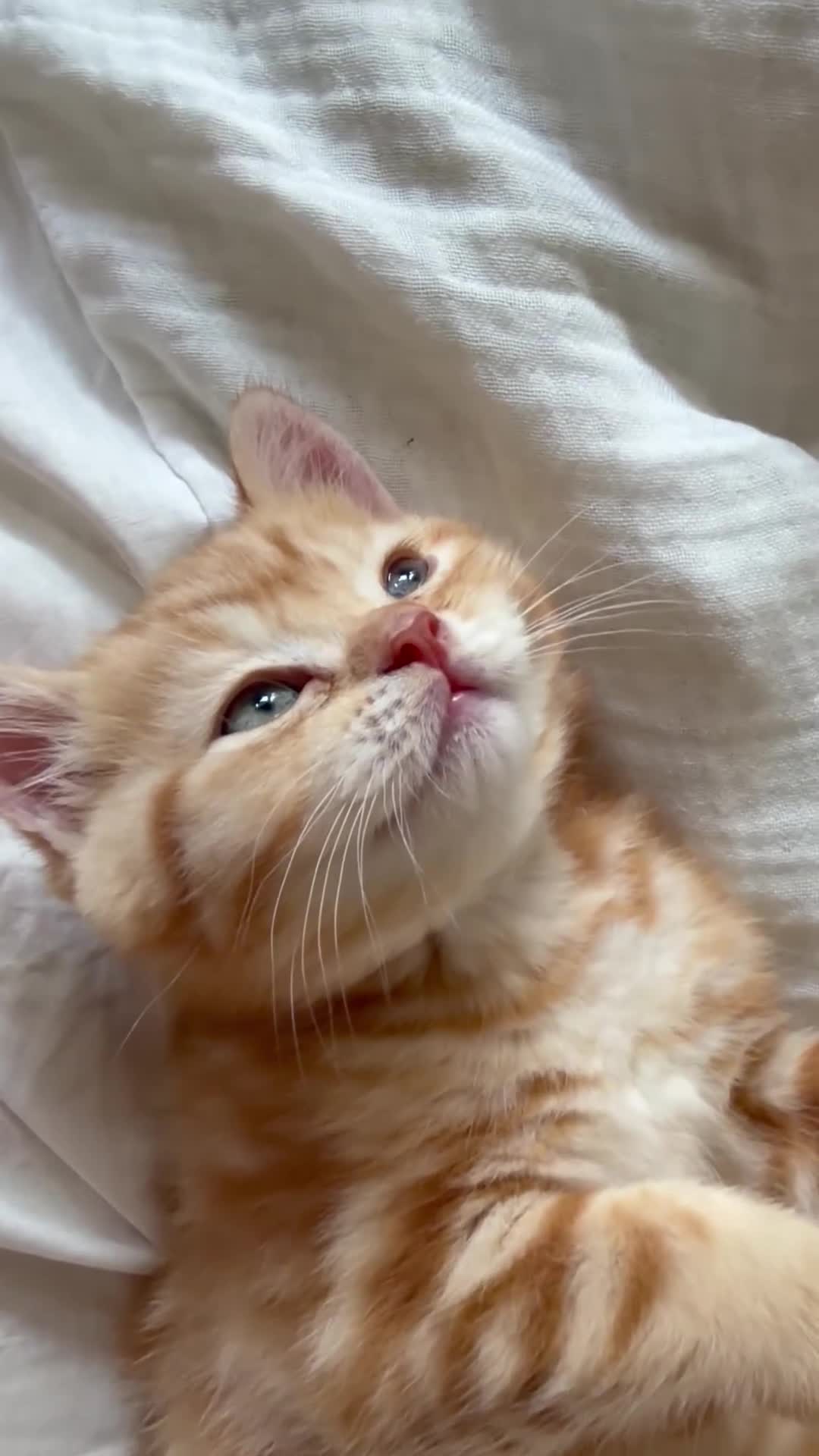 Scottish Fold cats for sale: Miss Scottish straight Ginger (Garfield ) - Video 2