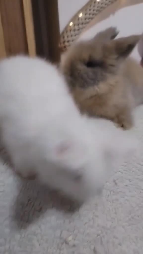 Lionhead rabbits for sale: Pure Breed Fluffy Double Mained LionHead Kits - Video 1