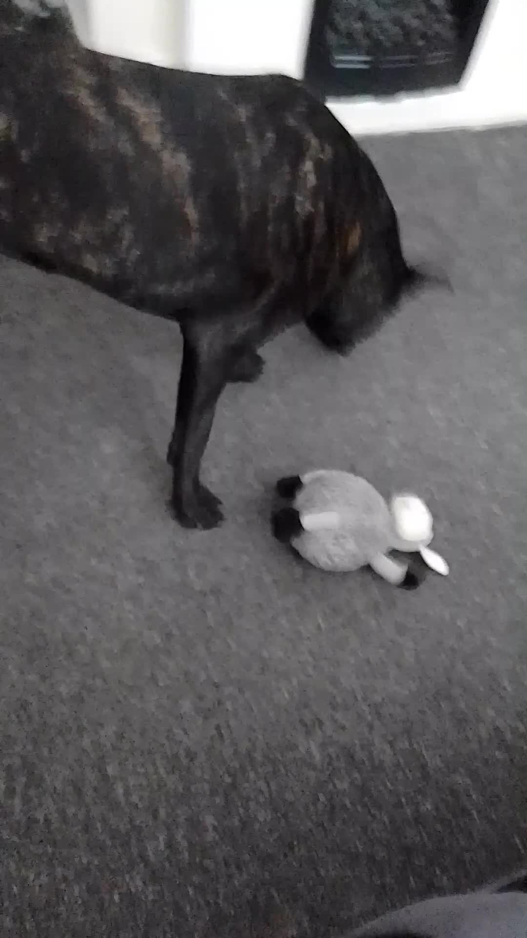 Belgian Shepherd Dog dogs for sale: Belgium malinois 10 month old - Video 1