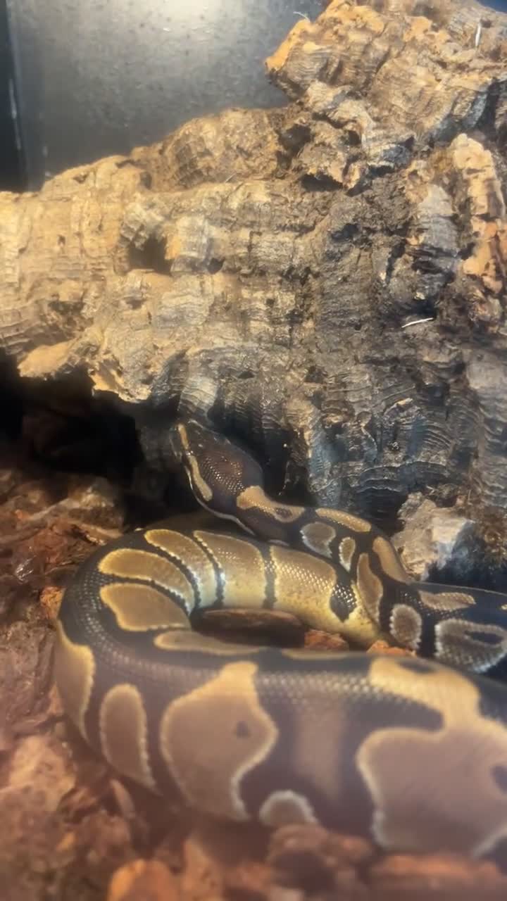 Python Snake reptiles for sale: Royal python for sale  in Usk - Video 2