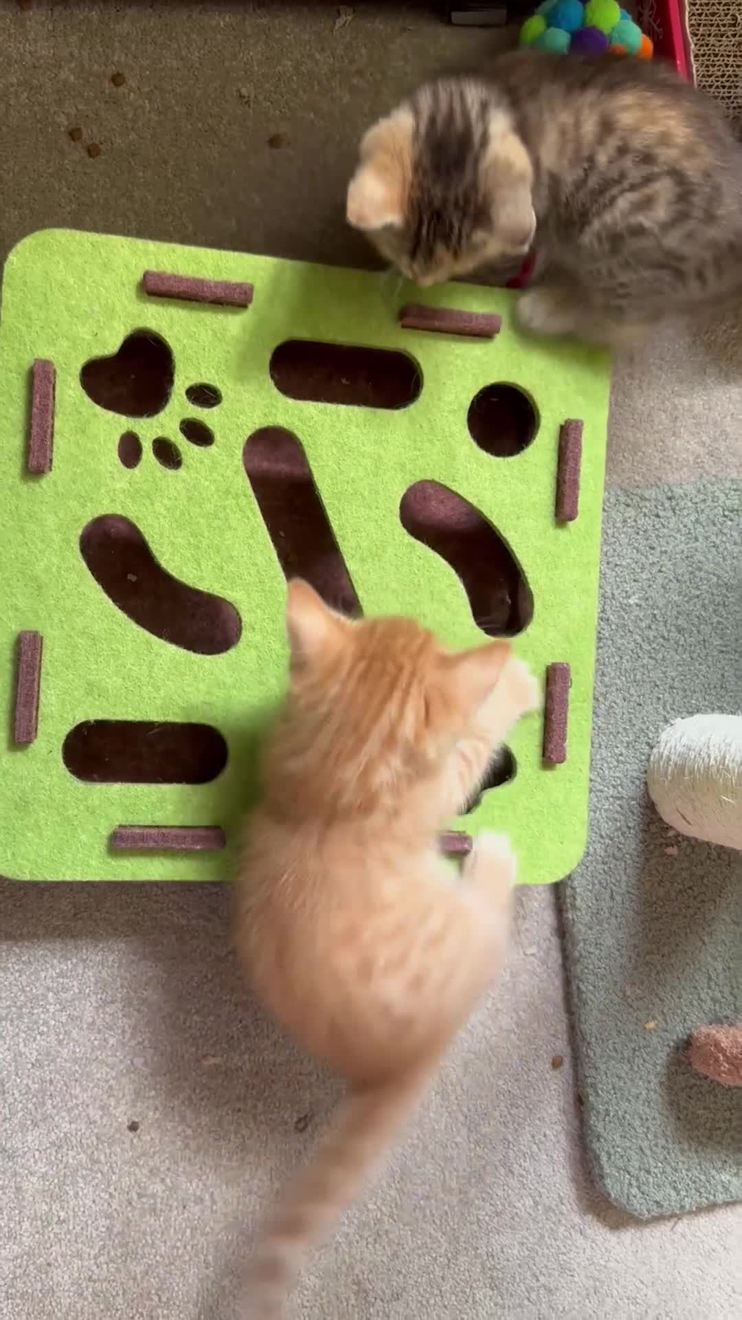 Mixed Breed cats for sale: Amiable mixed kittens  - Video 2