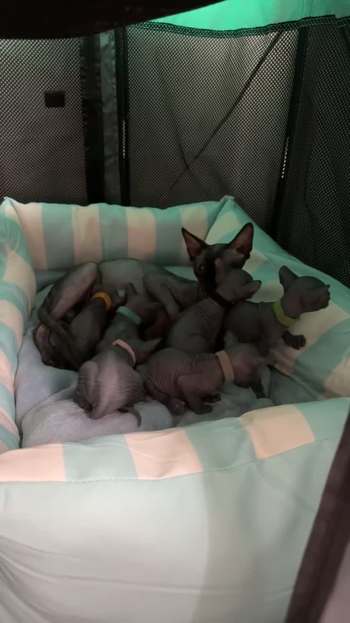 Sphynx cats for sale: 4 Sphynx Kittens - Video 1