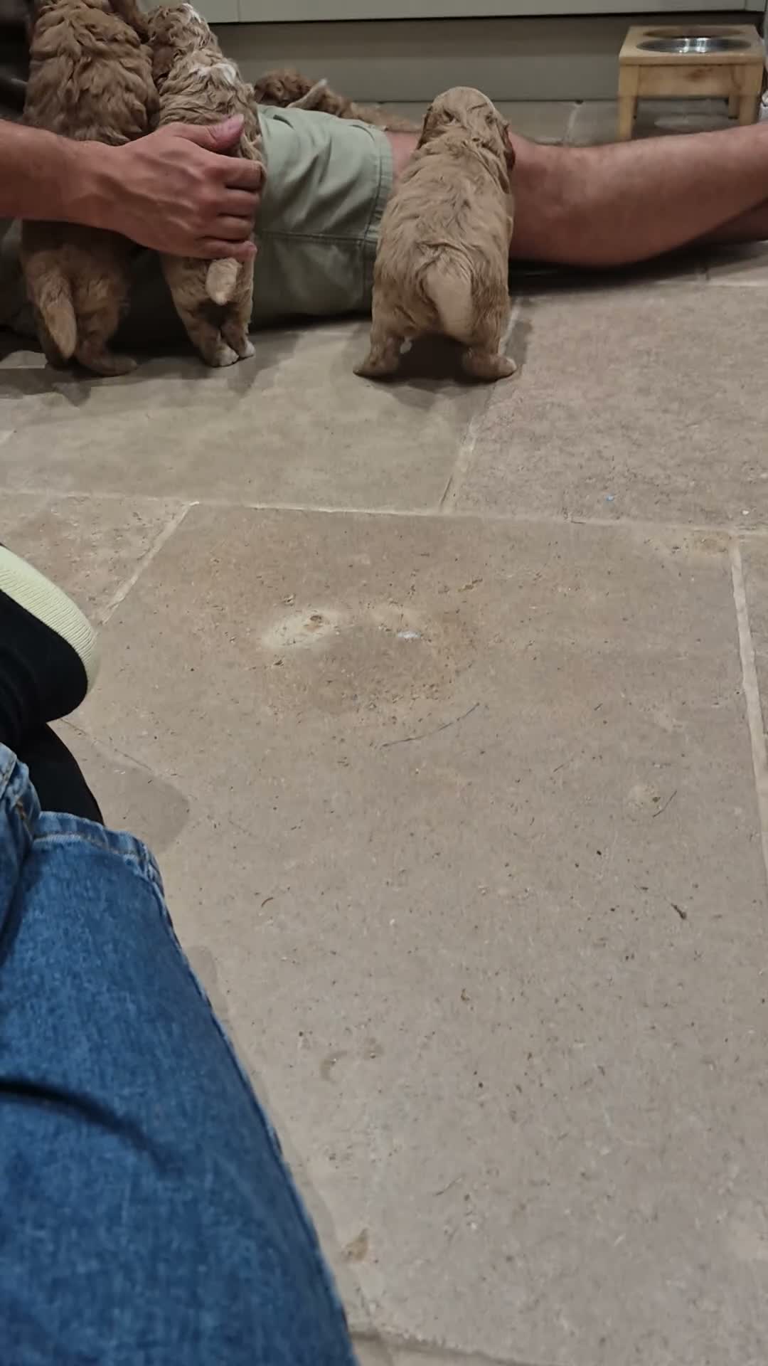 Cockapoo dogs for sale:  F1B red and apricot curly and wavy cockapoos - Video 1