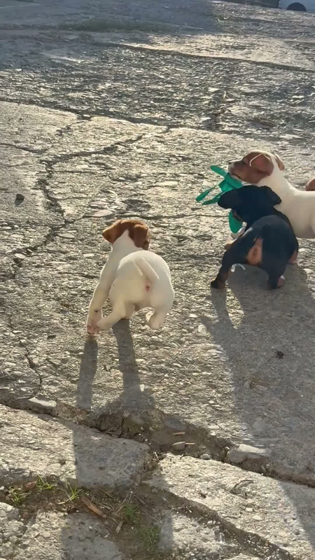 Jack Russell dogs for sale: Beautiful Jack Russell puppies - Video 1