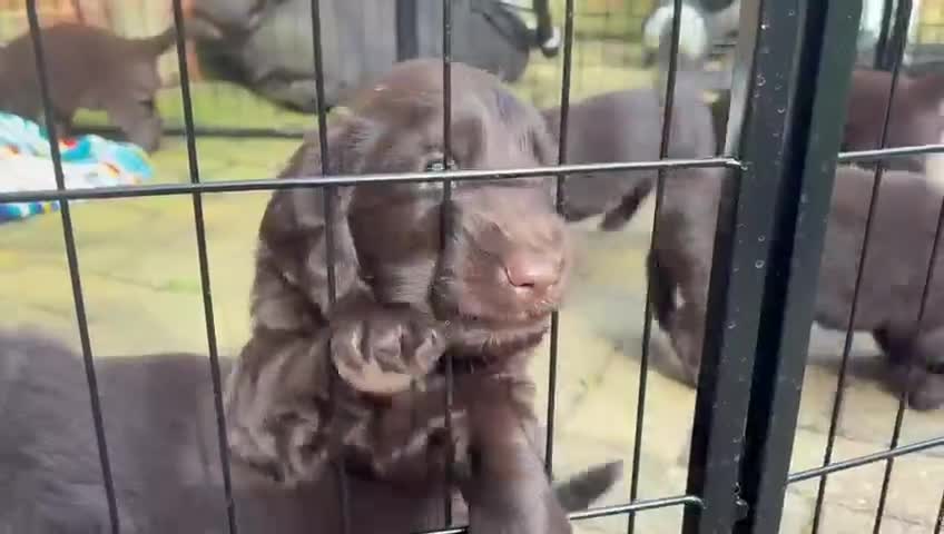 Flat coated Retriever dogs for sale: Beautiful Flat Coated Retriever Puppies  - Video 1