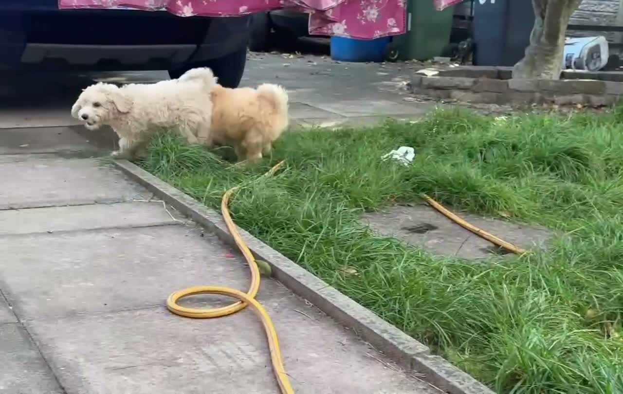 Mini Goldendoodle dogs for sale: 2 beautiful mini goldendoodle puppies ❤️ - Video 1