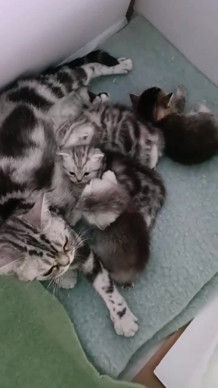 British Shorthair cats for sale: Cat for sale  - Video 2