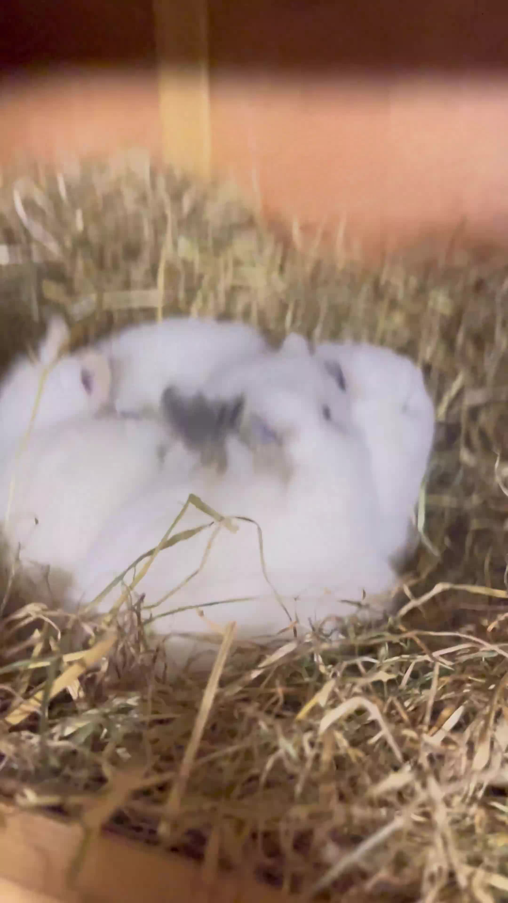 Netherland Dwarf rabbits for sale: Male netherland dwarf  - Video 1