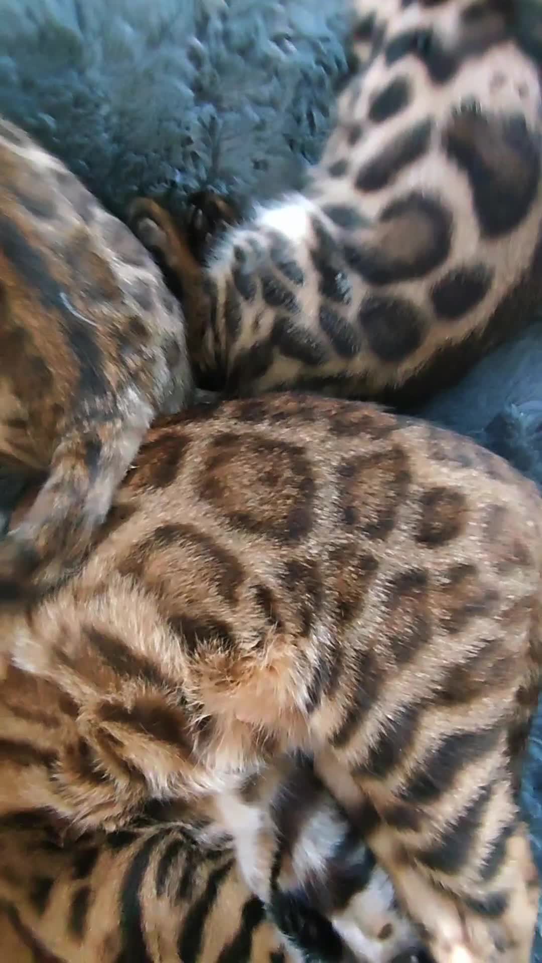 Bengal cats for sale: 😺Available TICA Bengal Kittens Ready for New Home - Video 1