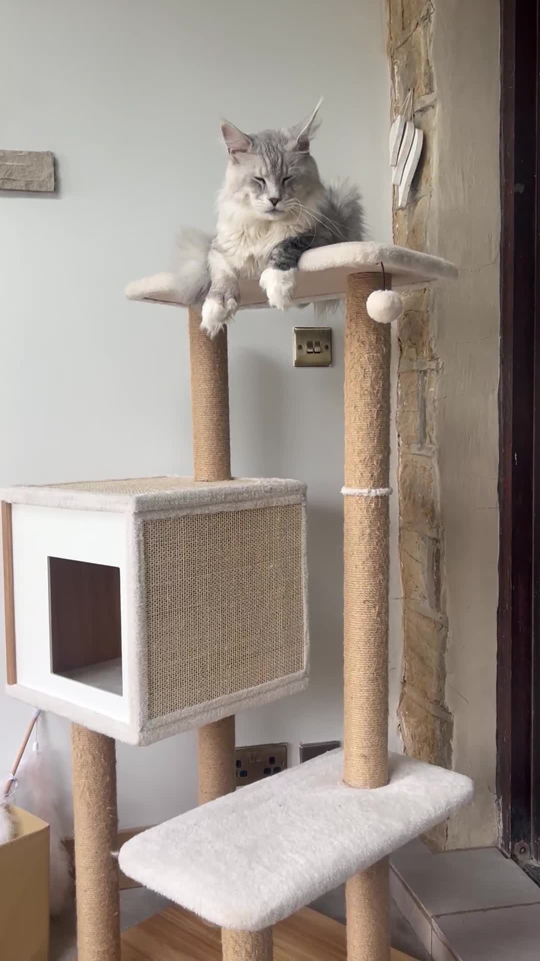 Maine Coon cats for stud:  ⭐️ SIR CLYDE ⭐️ STUD AVAILABLE ⭐️ POLYDACTYL ⭐️ - Video 3