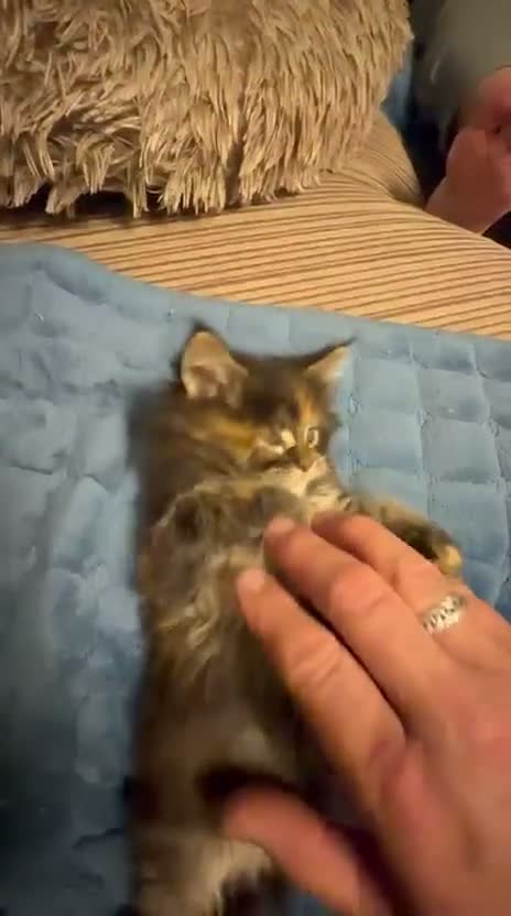 Maine Coon cats for sale: Pure breed Maine coon kittens for sale - Video 2