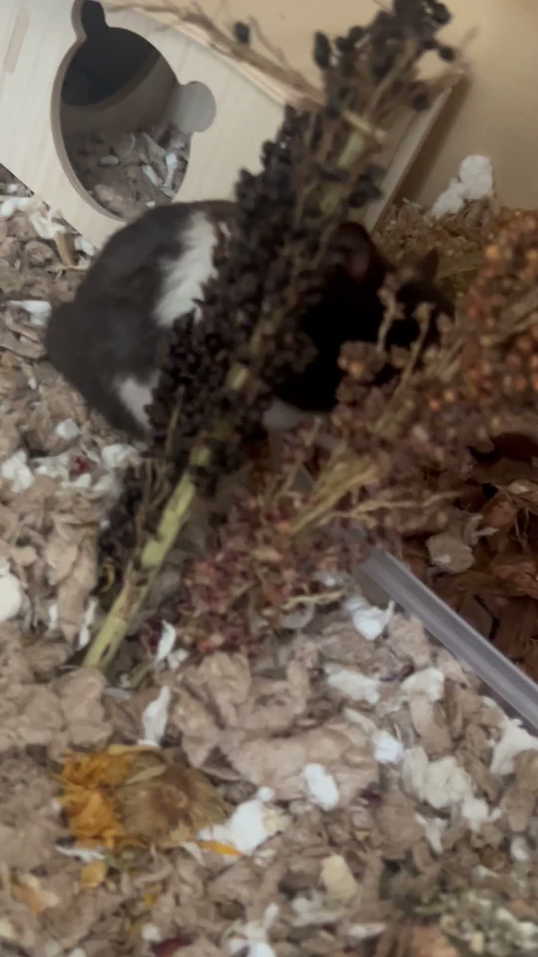 Hamster rodents for sale: MALE SYRIAN HAMSTER (WITH ENCLOSURE) - Video 1