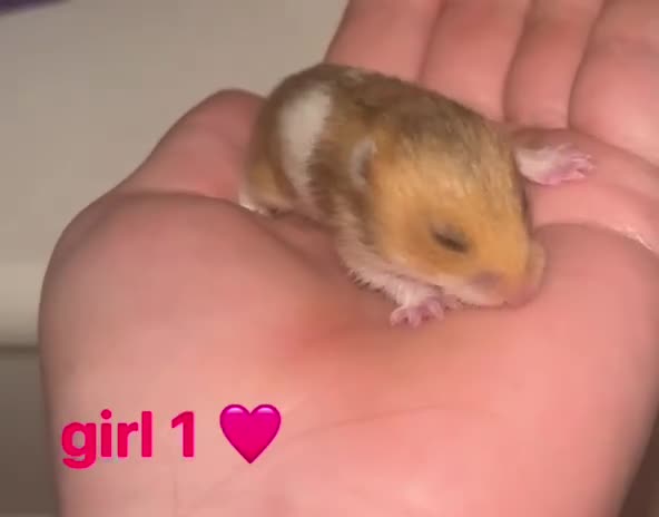 Hamster rodents for sale: 4 SYRIAN BABYS FOR SALE 💗 - Video 1