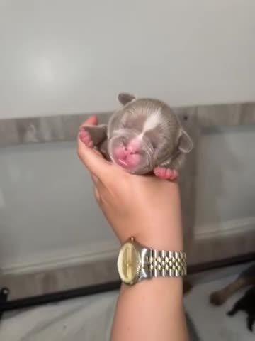 French Bulldog dogs for sale: ISABELLA BLUE AND LILAC FRENCHIES - KC - WELL BRED - Video 2
