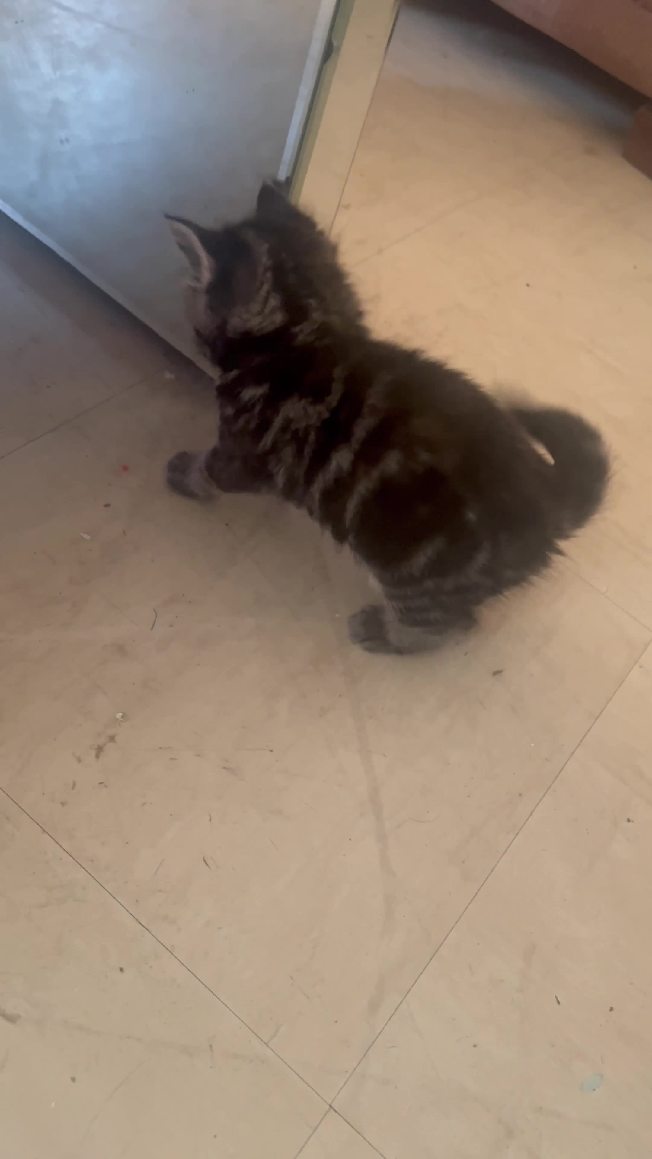 Persian cats for sale: Part pursian kittens for sale  - Video 1
