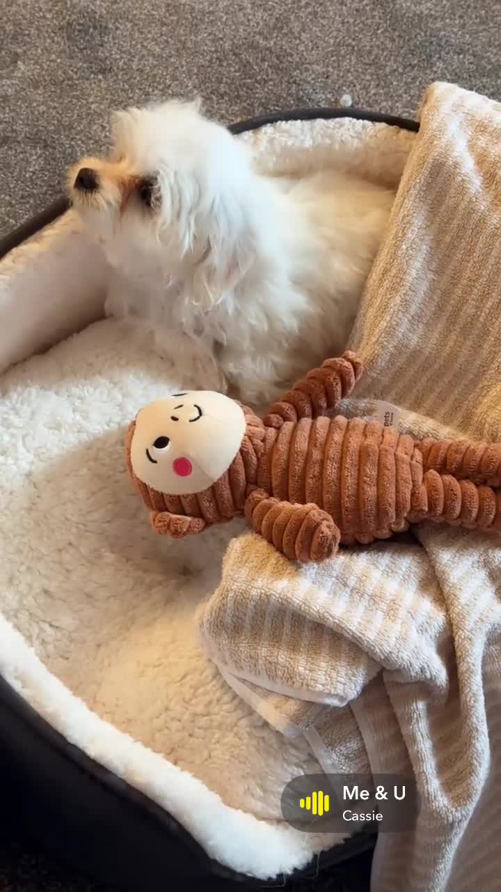 Maltese dogs for sale: Male Maltese - Video 1